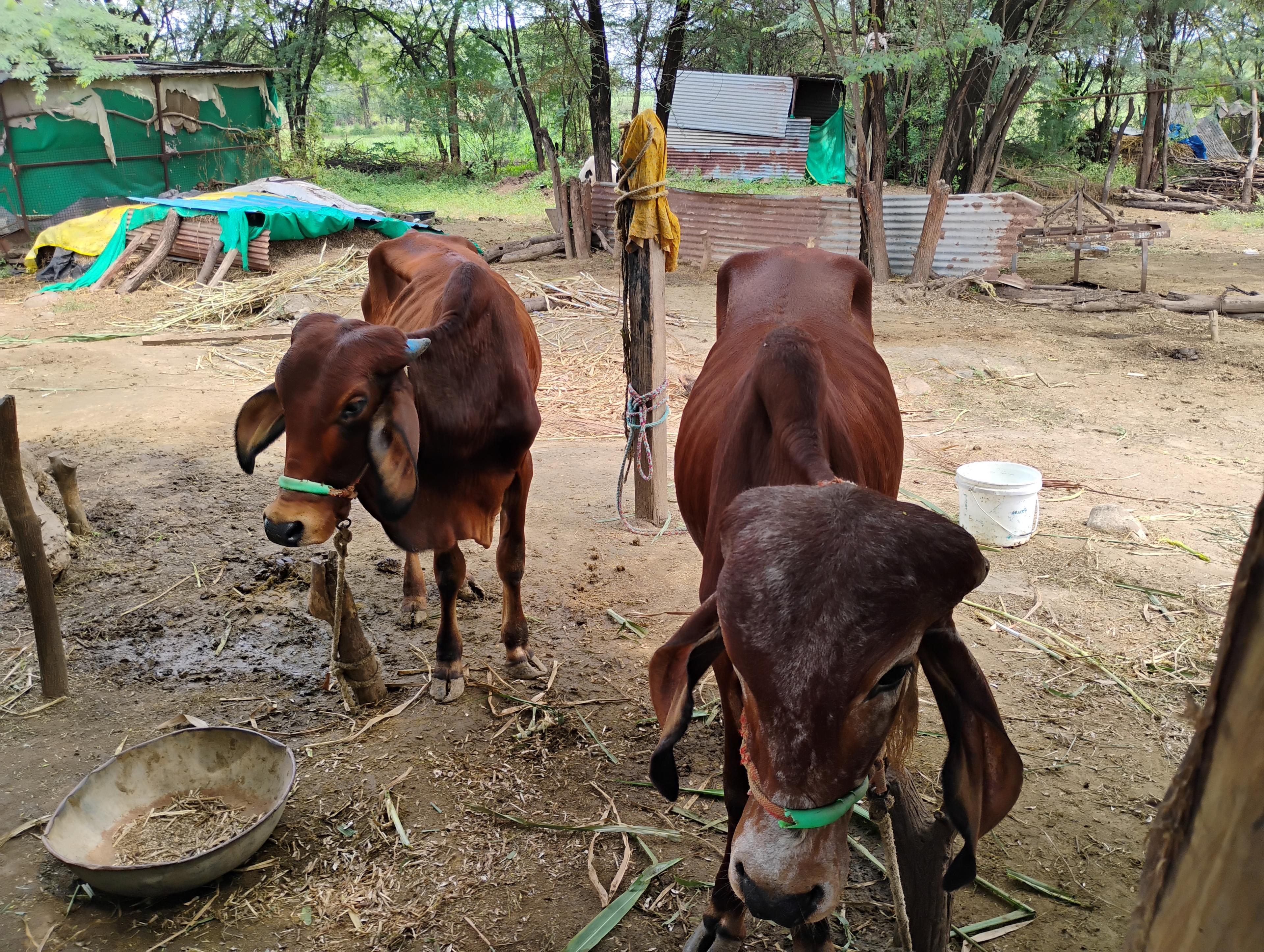 गिर आदत बैल विकणे आहे.