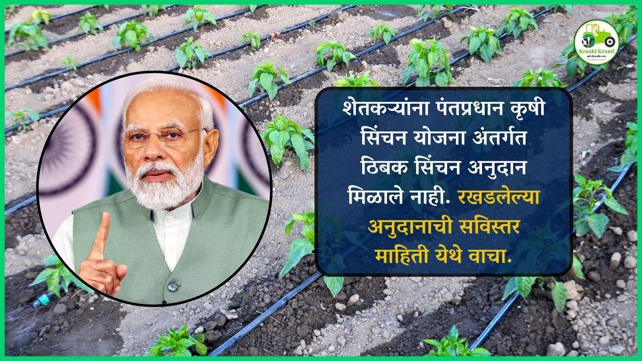 रखडलेल्या ठिंबक अनुदानाचे काय? शेतकऱ्यांना कधी पर्यंत वाट पहावी लागणार?