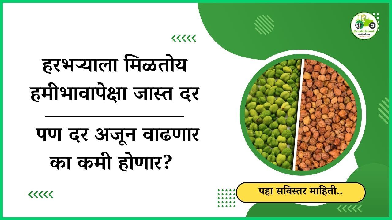 हरभऱ्याच्या किमतीत जबरदस्त वाढ! हरभऱ्याला मिळतोय हमीभावापेक्षा जास्त दर…