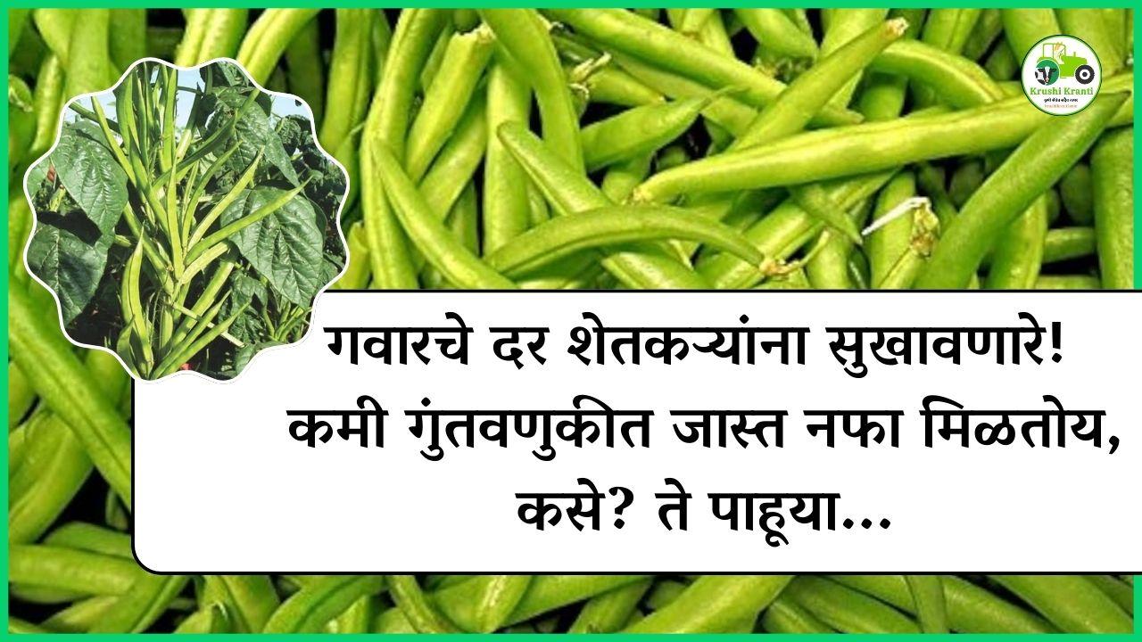 गवारचे दर शेतकऱ्यांना सुखावणारे! कमी गुंतवणुकीत जास्त नफा मिळतोय…!